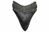 Fossil Megalodon Tooth - South Carolina #341459-1